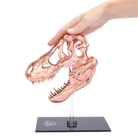 Jurassic Park T-Rex Skull Scaled Prop Replica-2